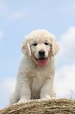 GOLDEN RETRIEVER 700